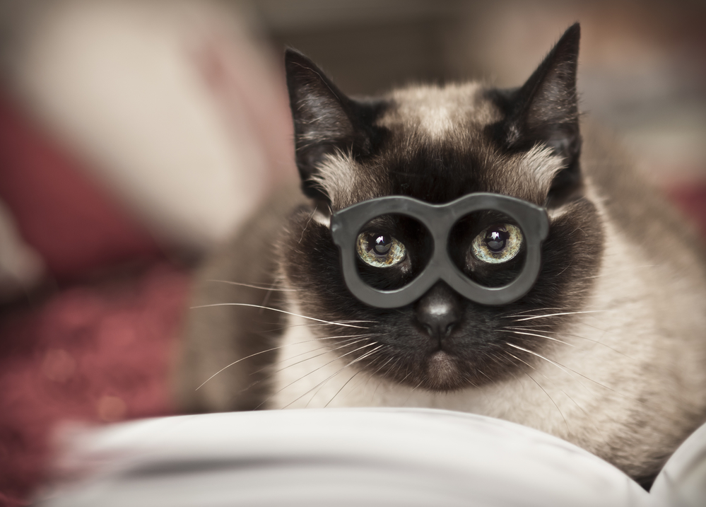 Whisker Fabulous Cat Reading
