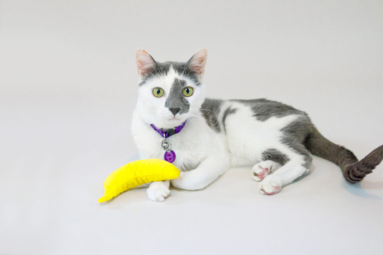 Whisker Fabulous Cat Writer Farley Waddlesworth