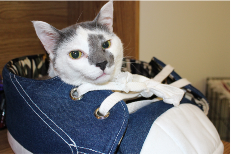 Whisker Fabulous Farley Waddlesworth in Sneaker Bed