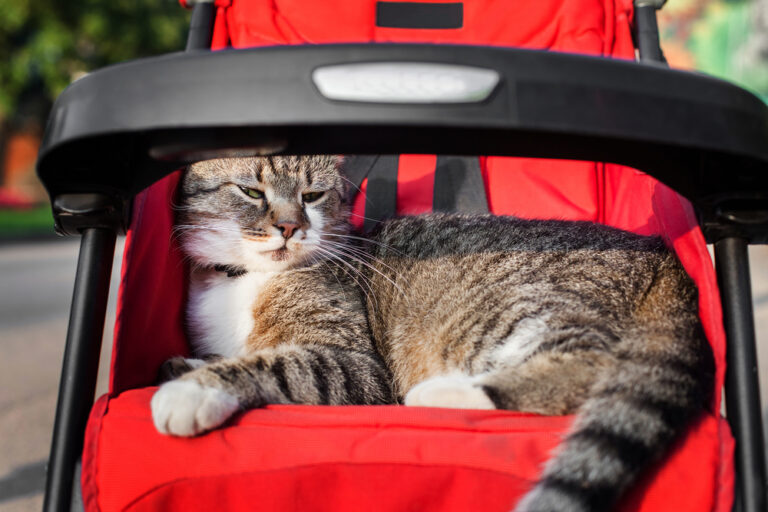 Cat in kids stroller on a trip in park. Interesting game outdoor in sunny day