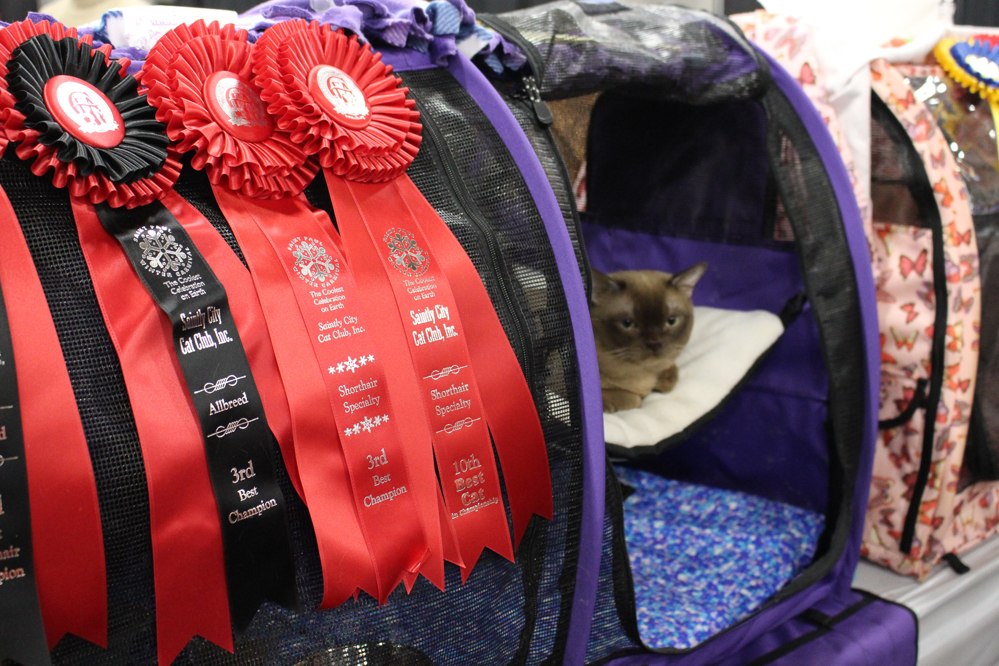 Whisker Fabulous How are cats judged at cat shows?