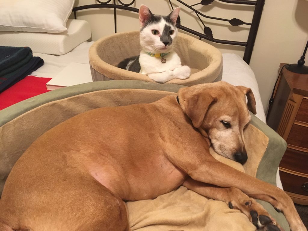 Whisker Fabulous' Farley Waddlesworth in bed with his dog sister Josie