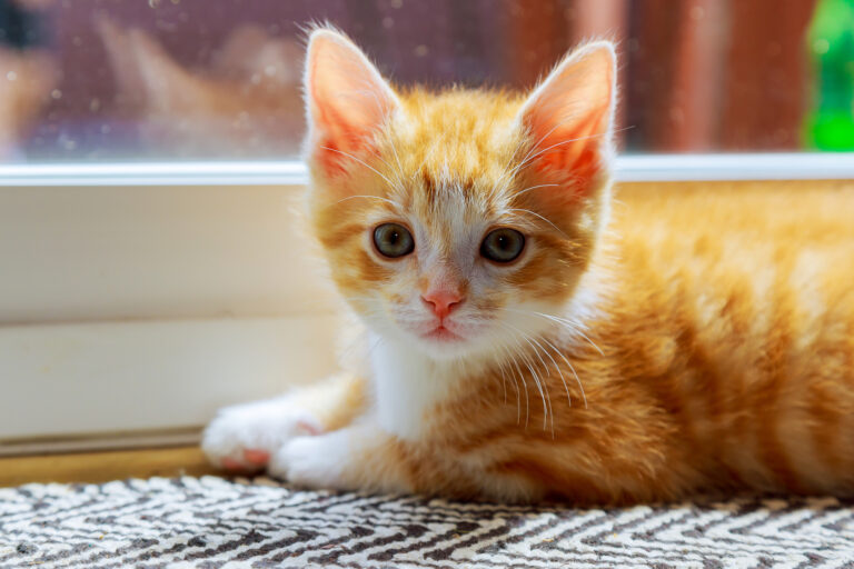 Whisker Fabulous Beautiful domesticated yellowish cat waiting by the door