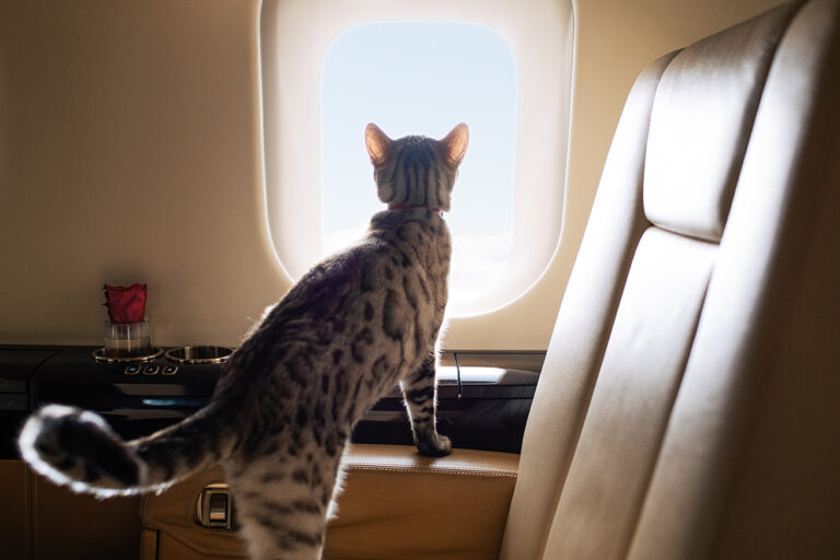 Whisker Fabulous VistaJet VistaPet Program
