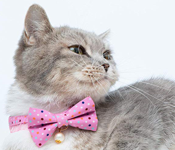 Cat with polka dot collar