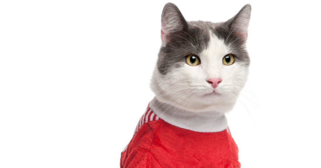 Whisker Fabulous cat wearing clothes