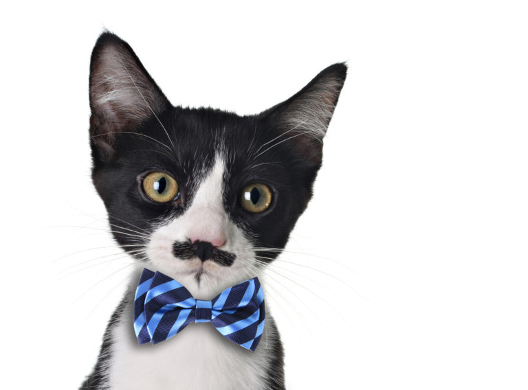 Whisker Fabulous Can cats wear clothes? Five tips for cat owners