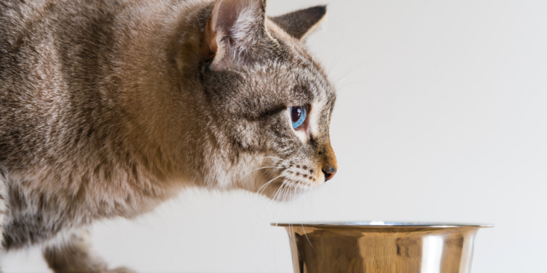What is the best food for cats with urinary tract infections?