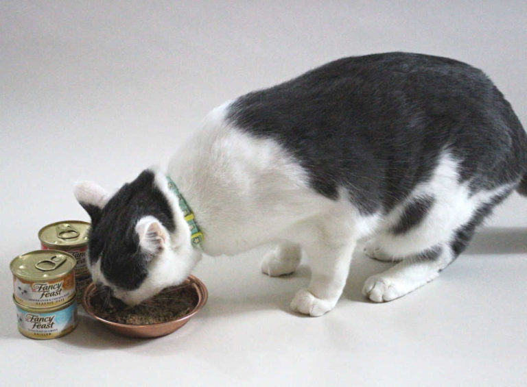 Whisker Fabulous Do cats need wet food? Yes they do!