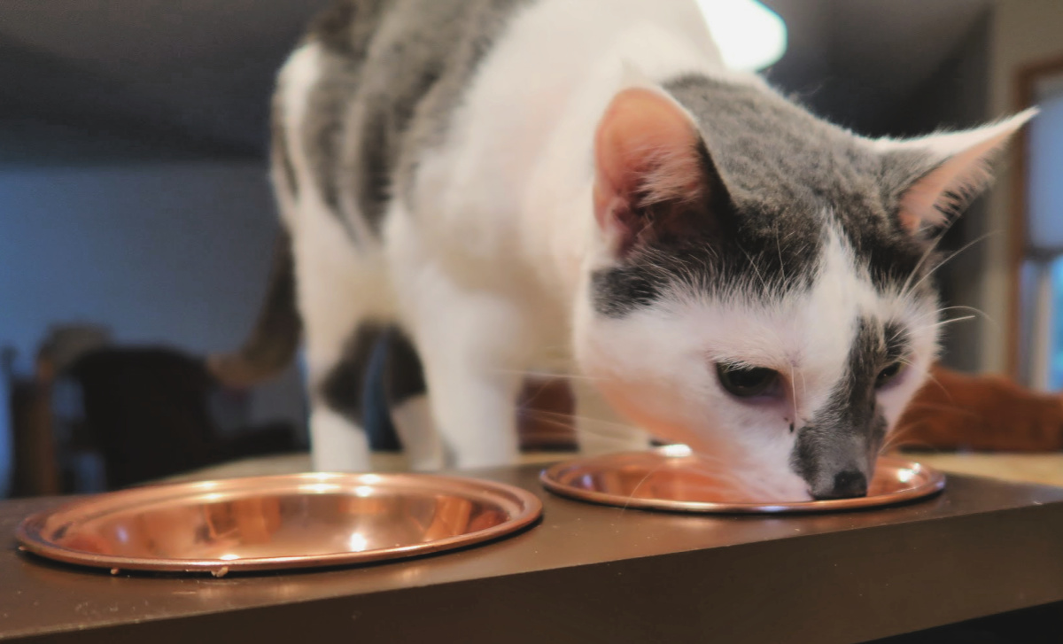 Whisker Fabulous Cute Cat Bowls for Wet Food That Every Kitty Needs