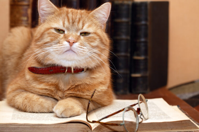 Whisker Fabulous best cat books to read and enjoy