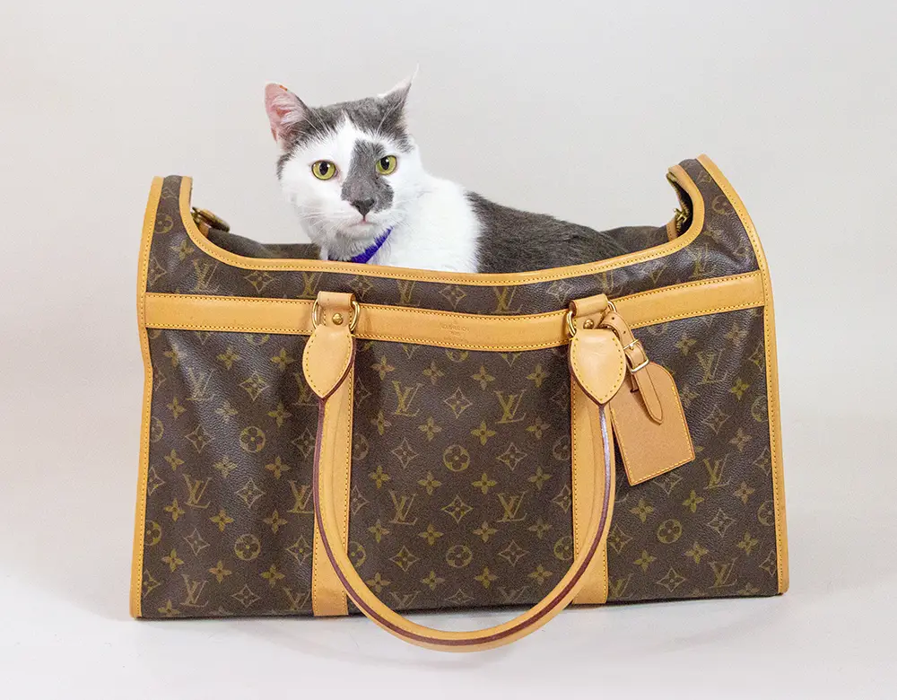 Cat in a designer bag