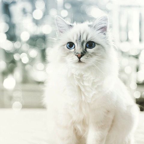 Choupette: Courtesy Cosmopolitan "I am rich and worth every dime."
