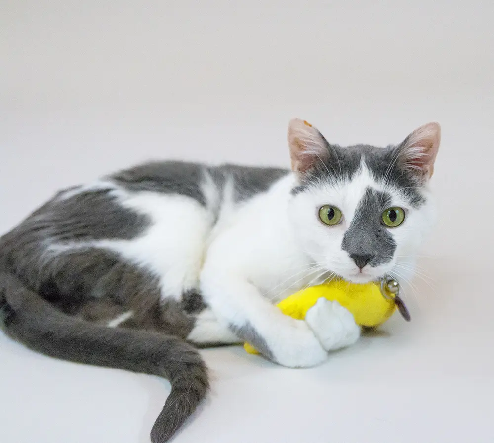 Cat holding a yellow banana toy