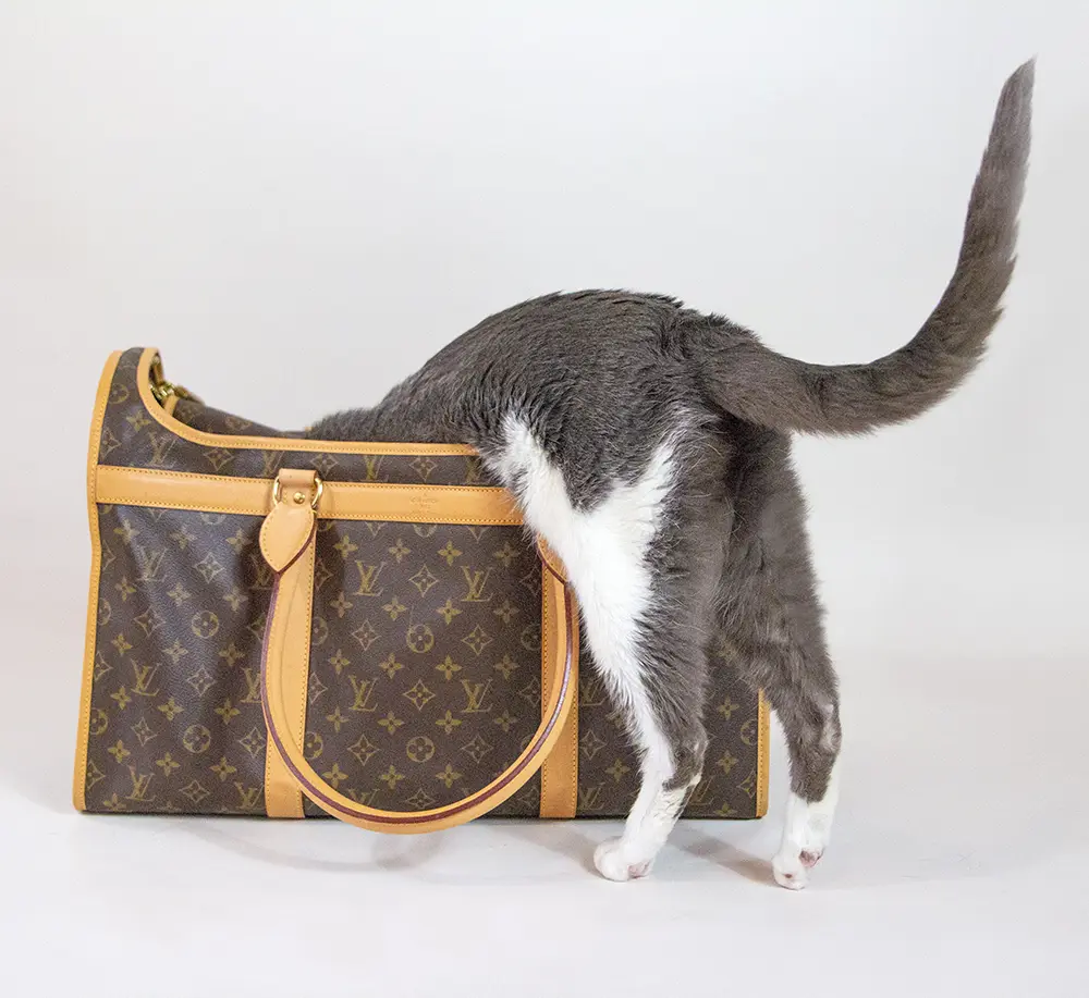 cat looking into a designer purse
